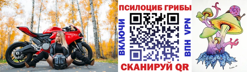 Псилоцибиновые грибы Psilocybe  Никольское 